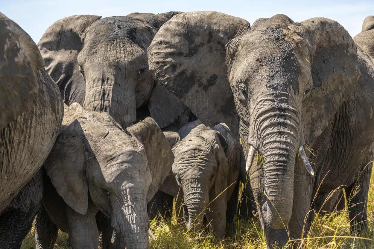 Between Adult Elephants