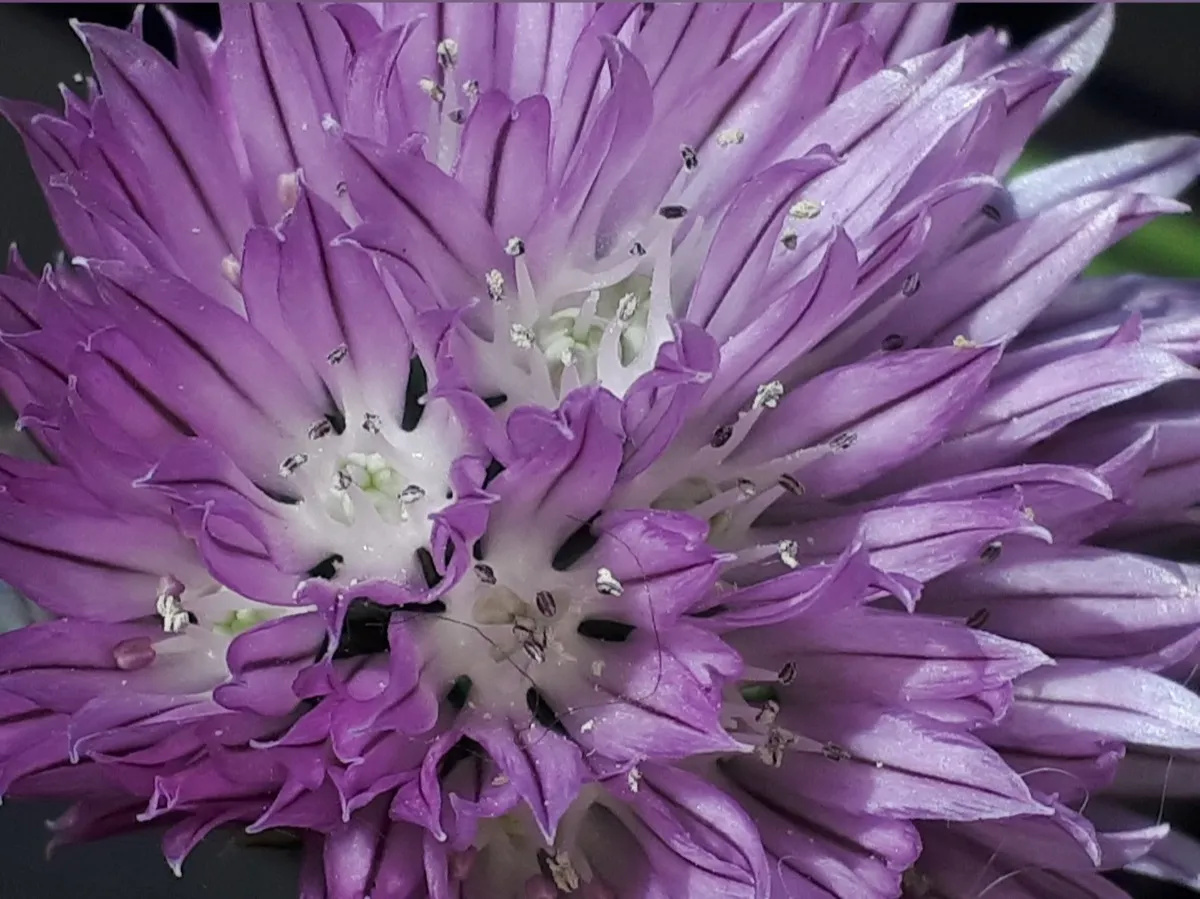Chive