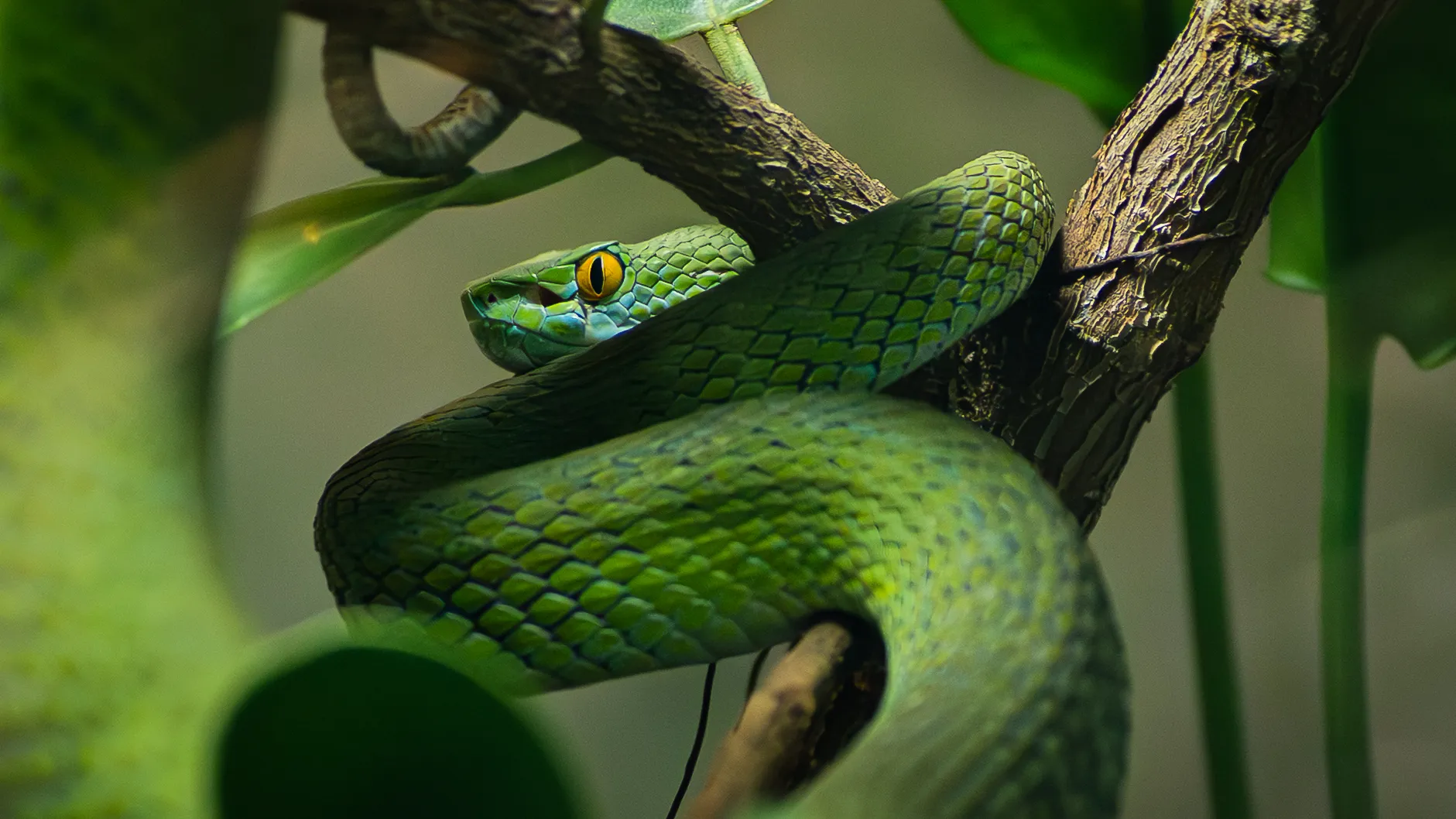 Green Pit Viper