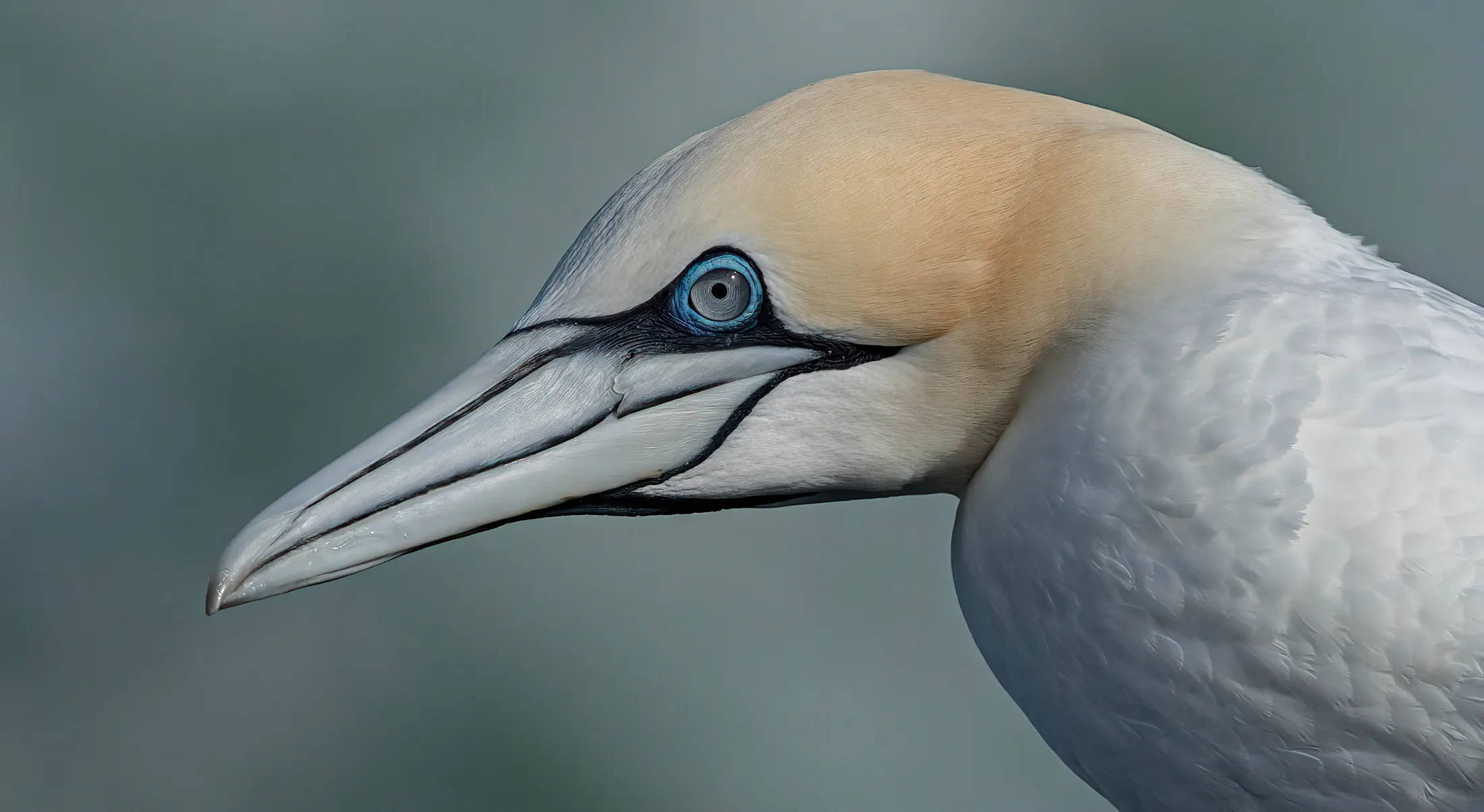 gannet