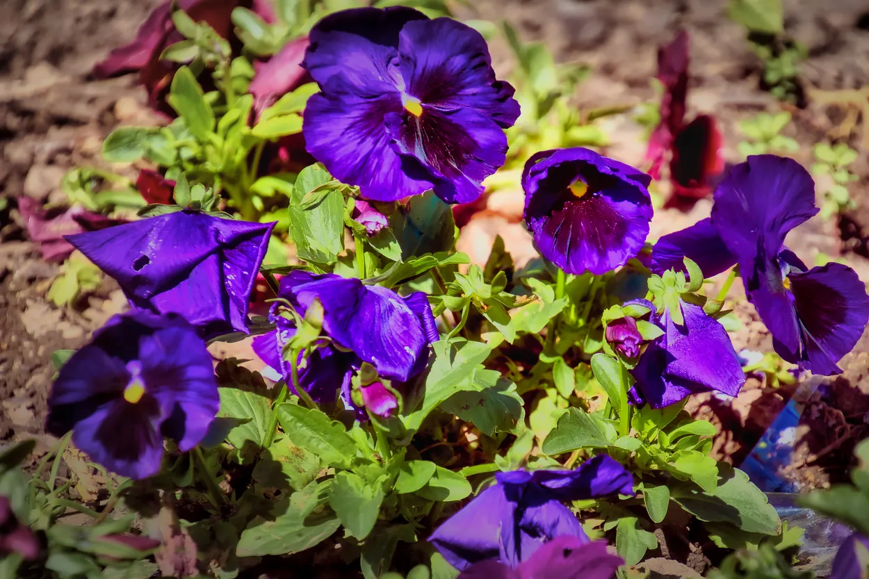 Amores Violeta