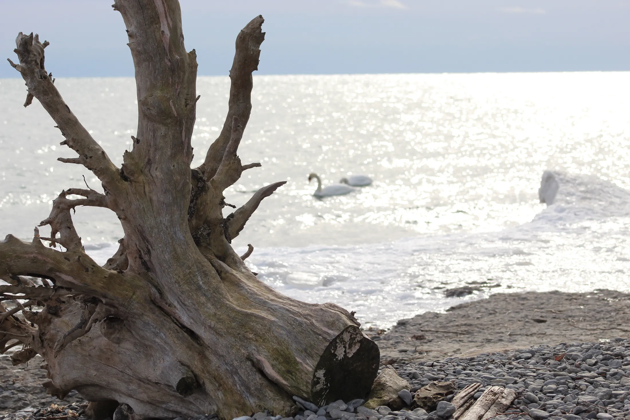 Driftwood and Two Swans