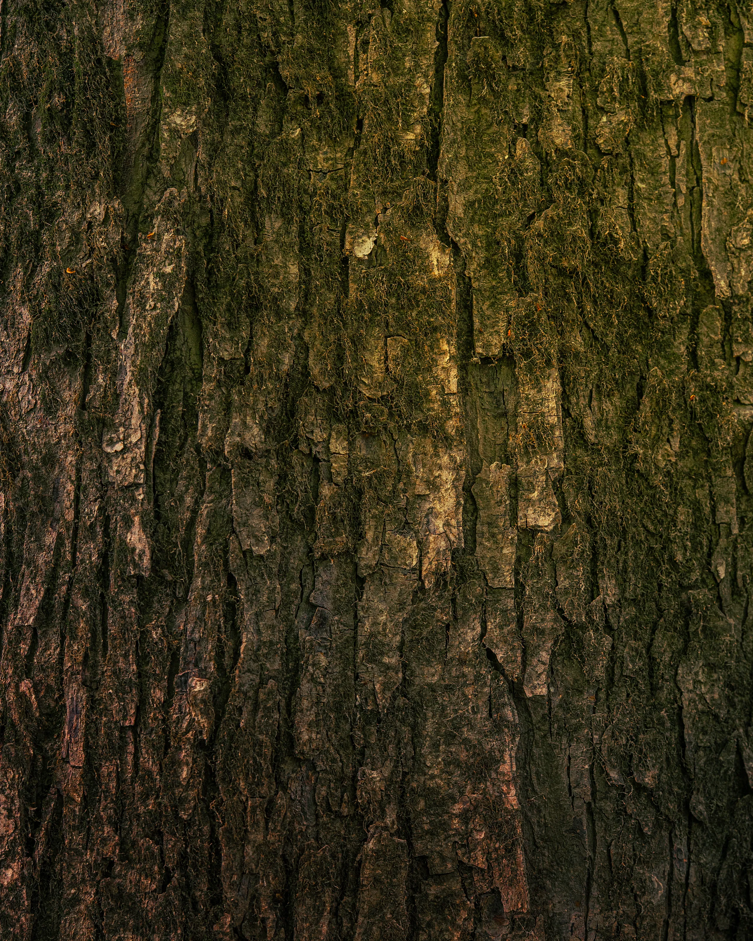 Tree Trunk