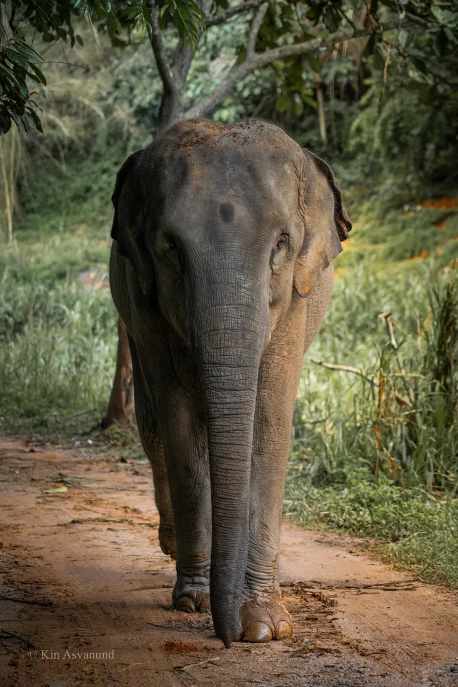 Asian Elephant