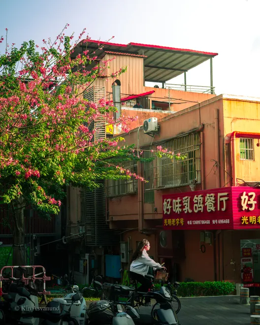 Flowers on the Streets of ShenZhen, China
