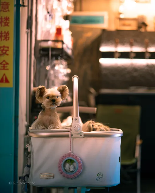 Dog in ShenZhen, China