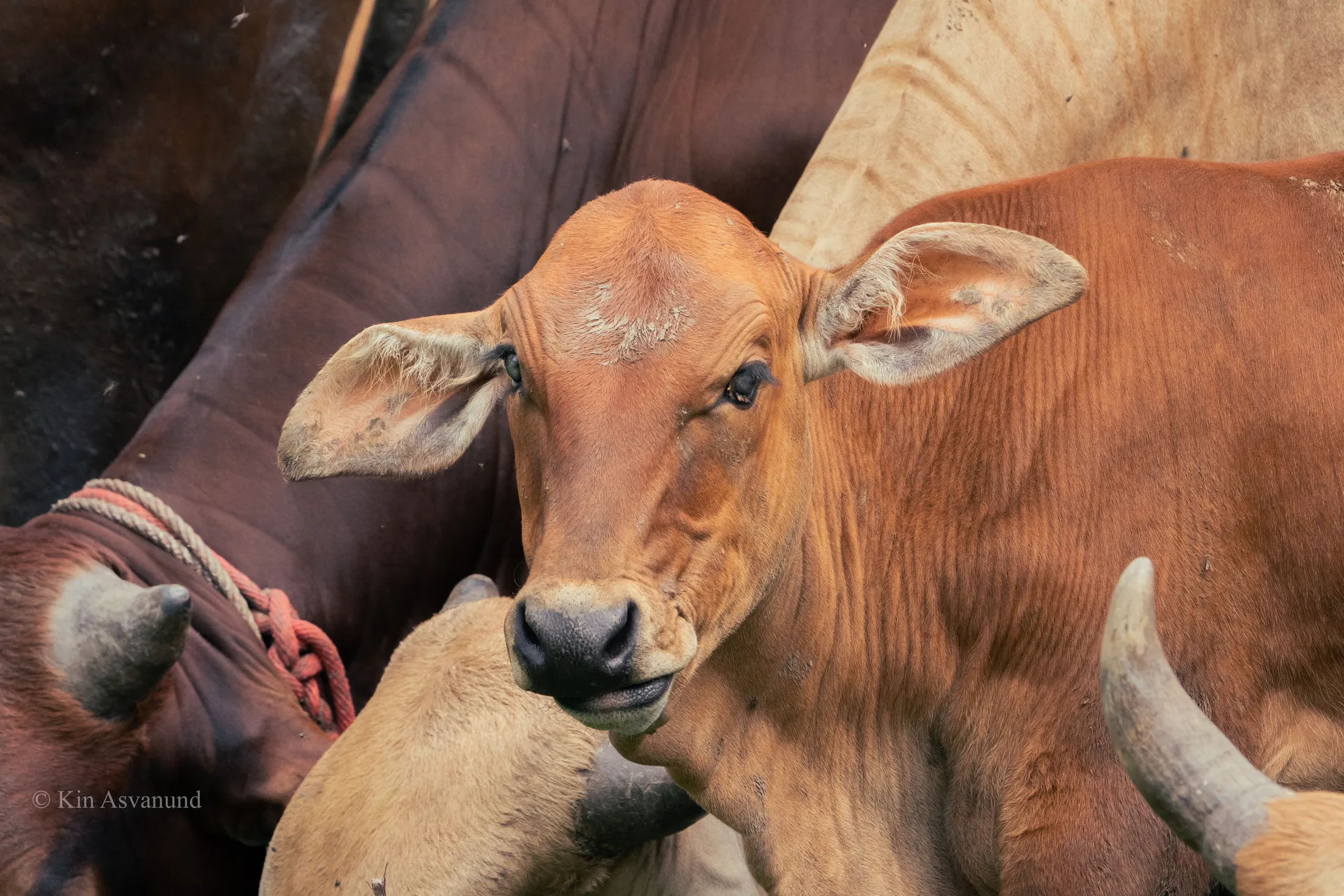 Cows in Thailand