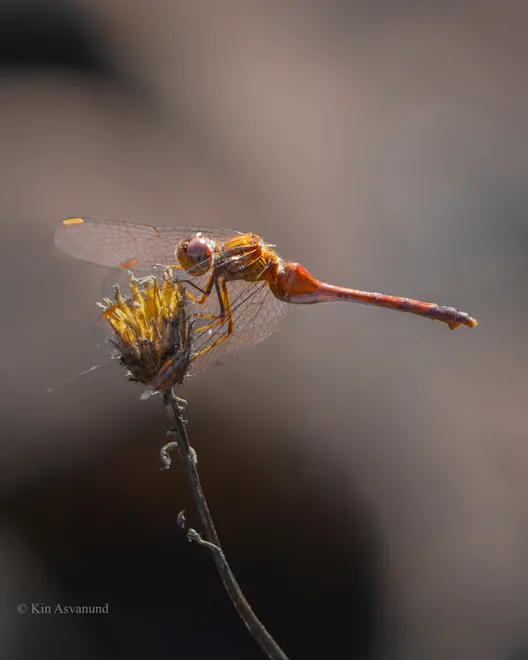Dragonfly