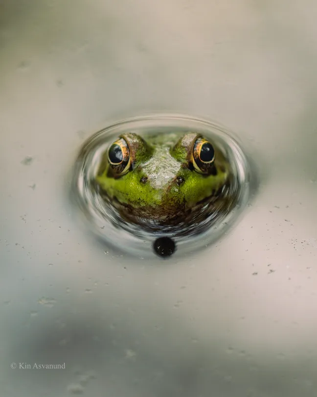 Frog