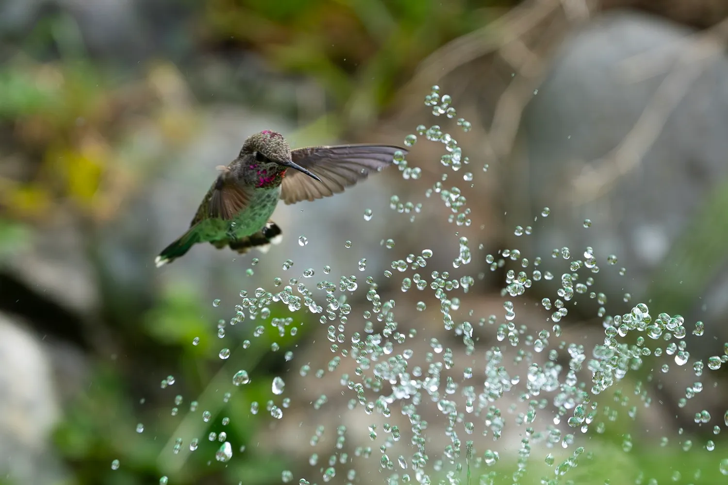 Droplets and hummingbird