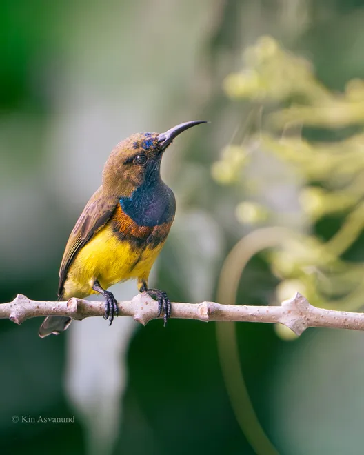Sunbird