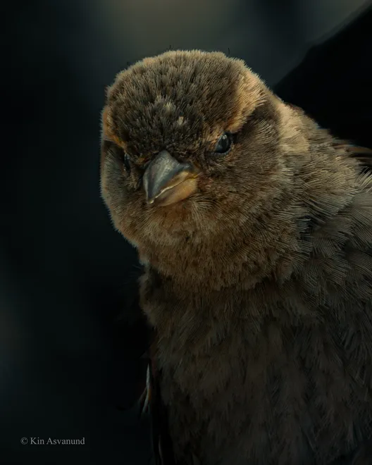 House Sparrow