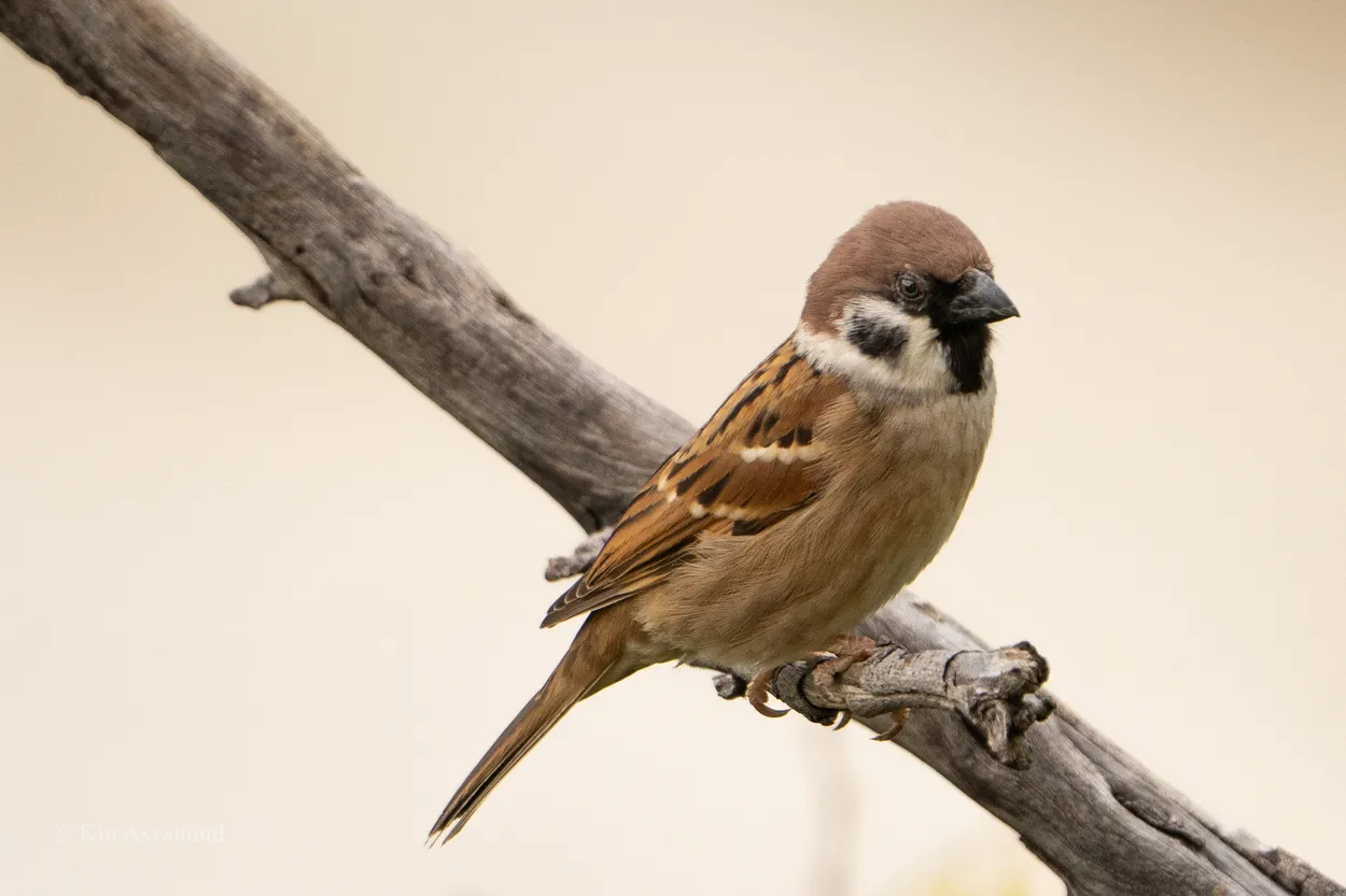 House Sparrow