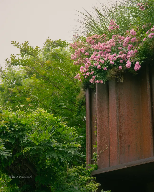 New York Flowers