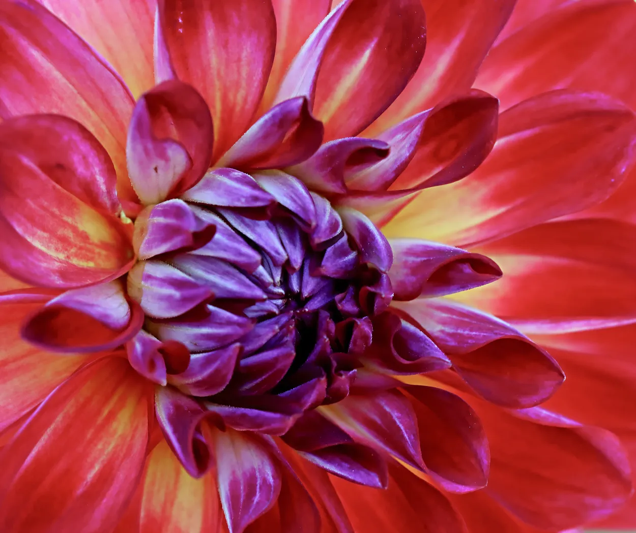 Dahlia