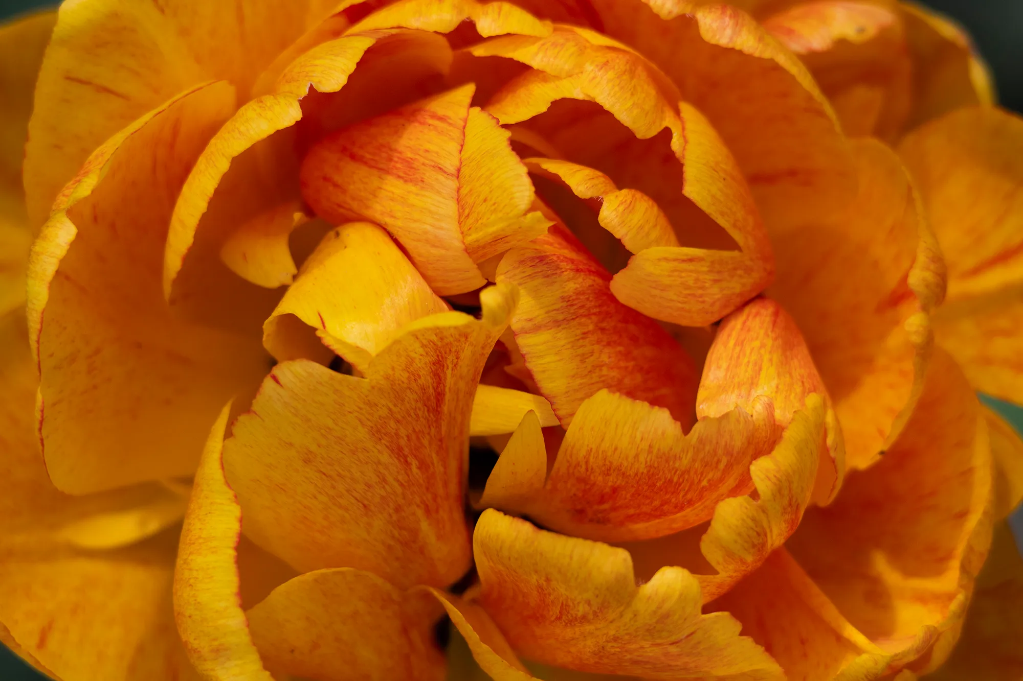 Tulip