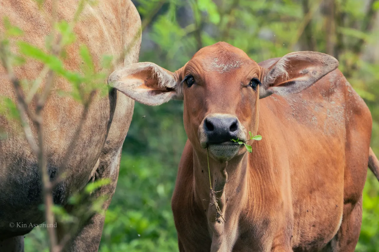 Baby Cows in Thailand