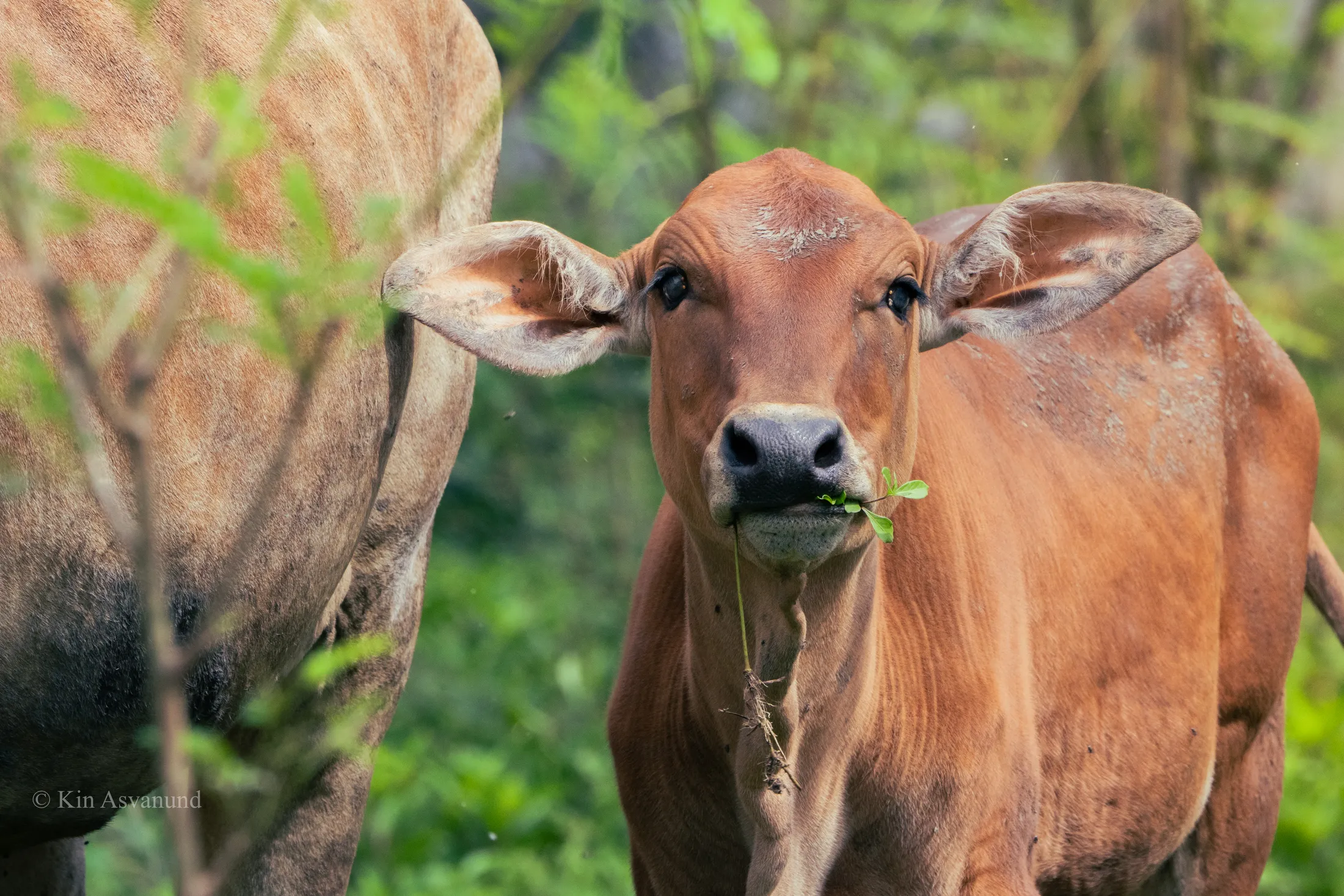 Baby Cows in Thailand