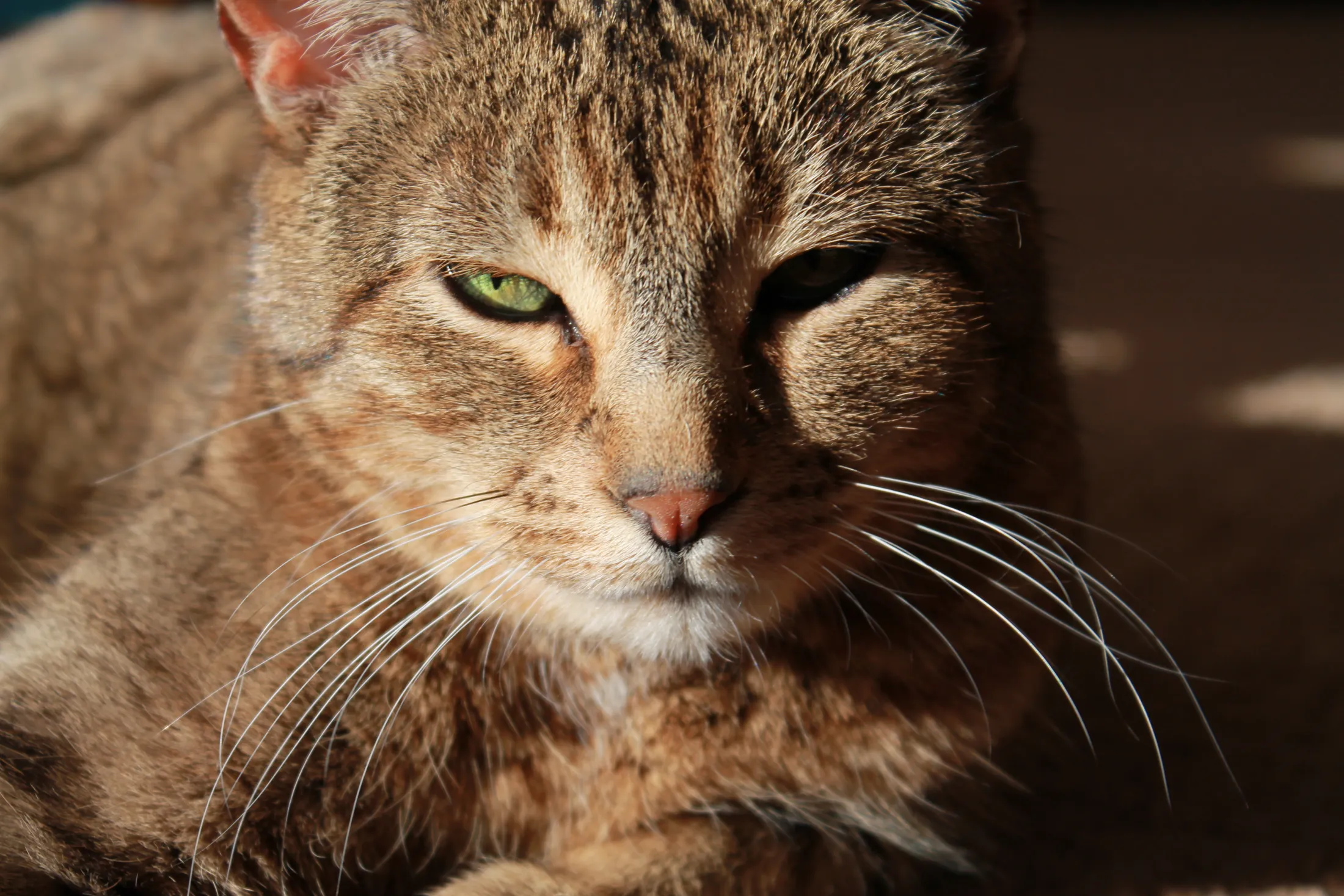 Ms. Cat
