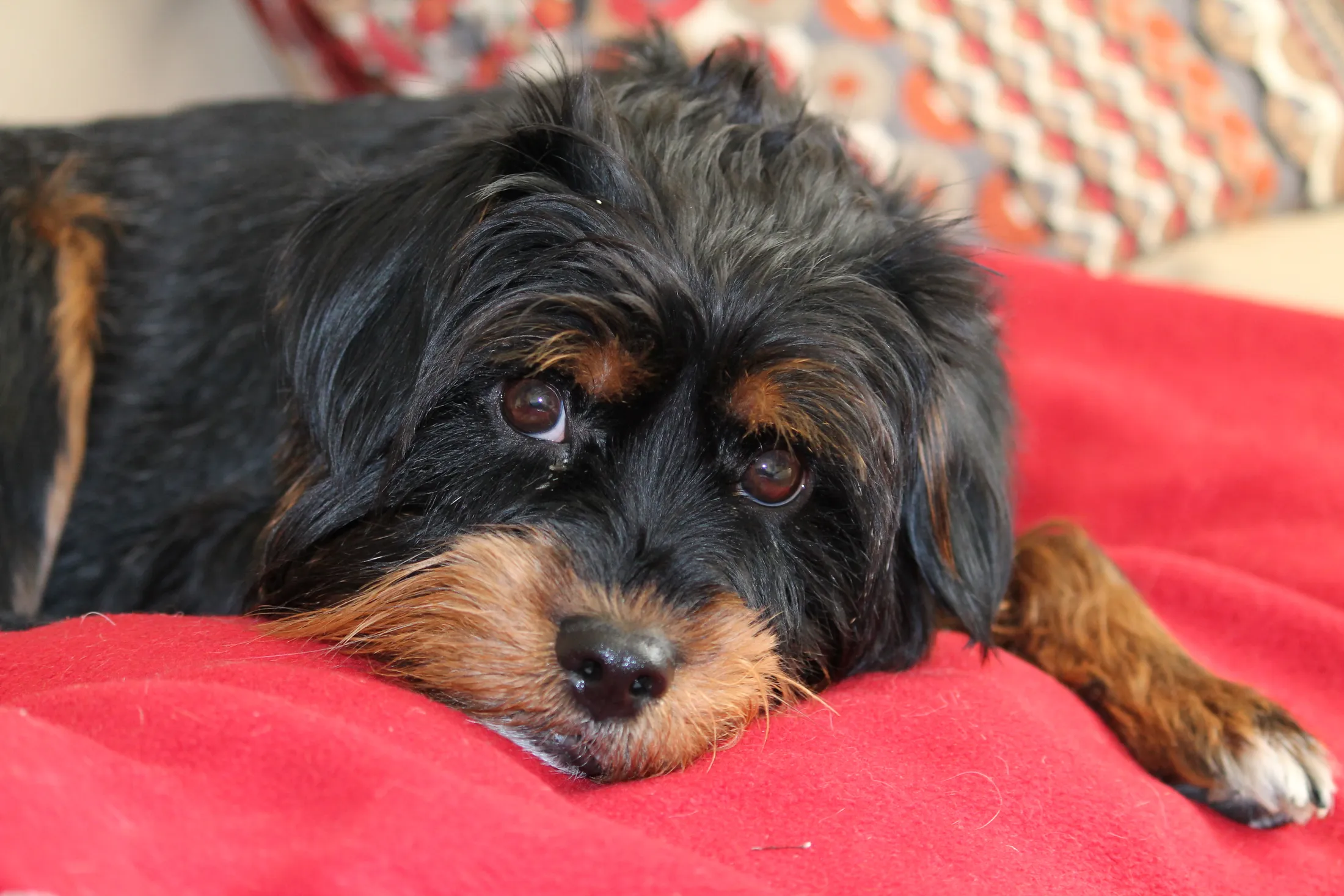 Puppy