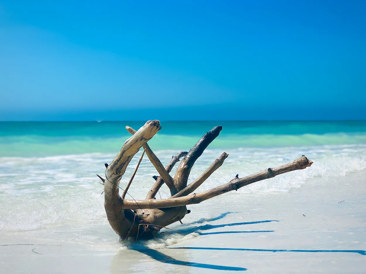 Salt Life