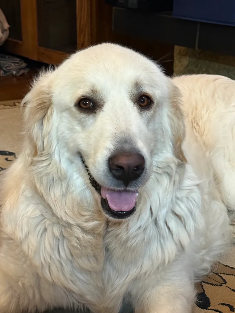 Happy Chilling Great Pyrenees