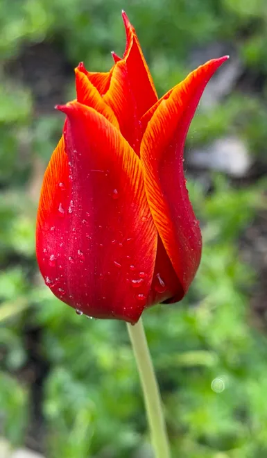 Red tulip in spring