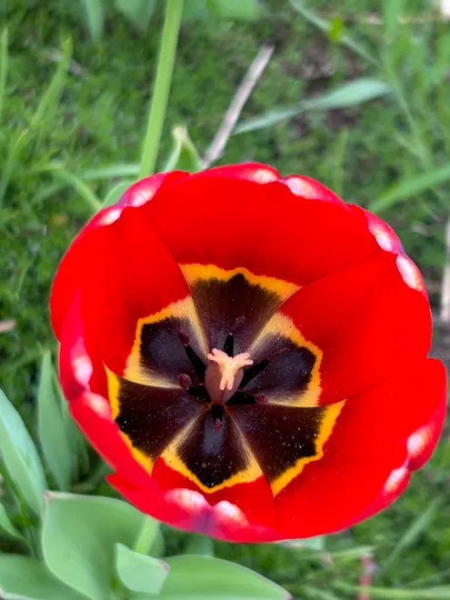 Red Tulip