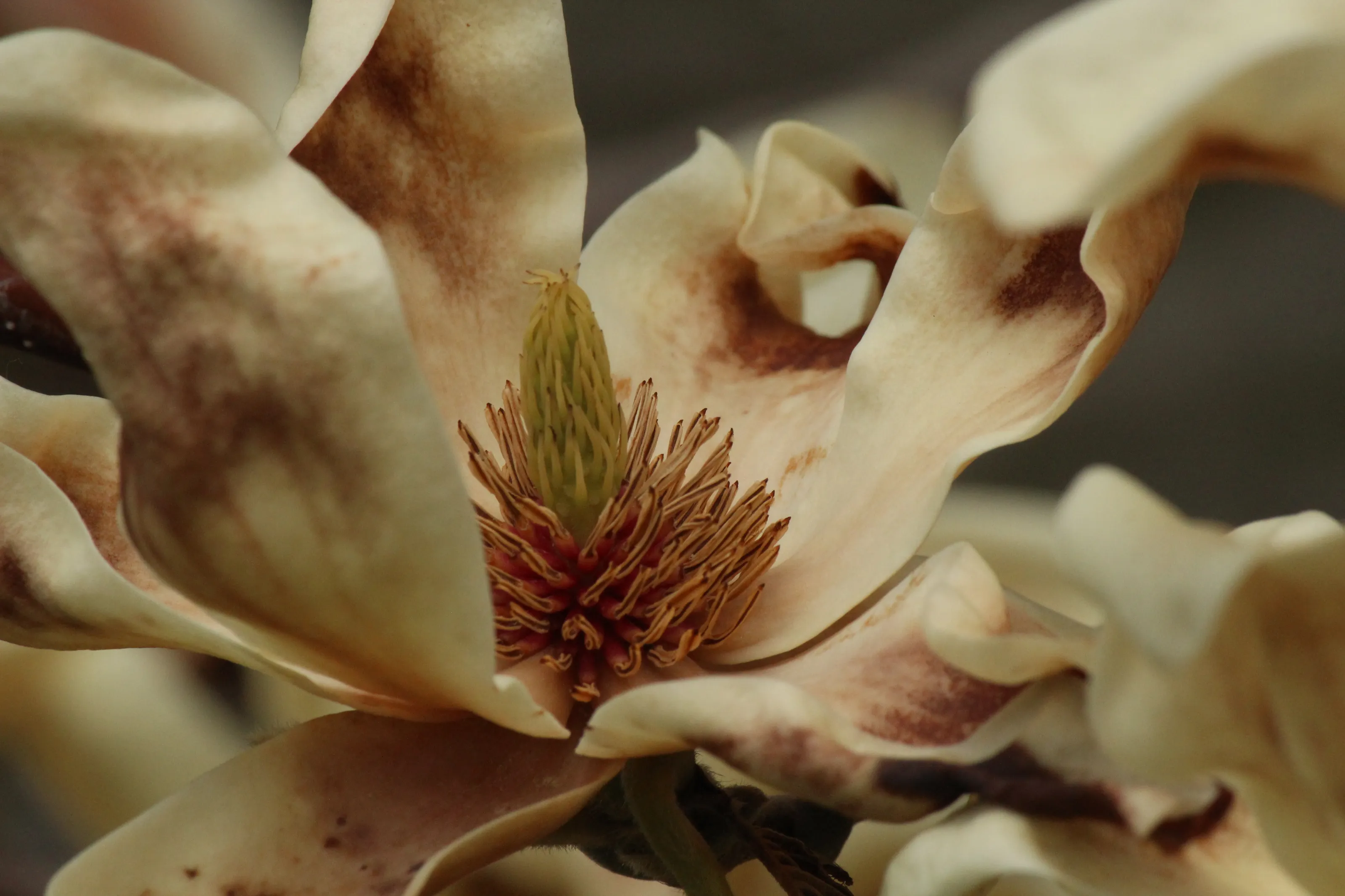 Magnolia