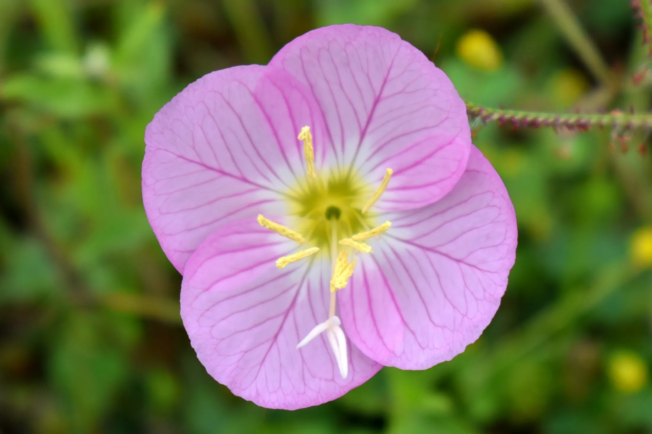 Closeup of Pink Wildflower