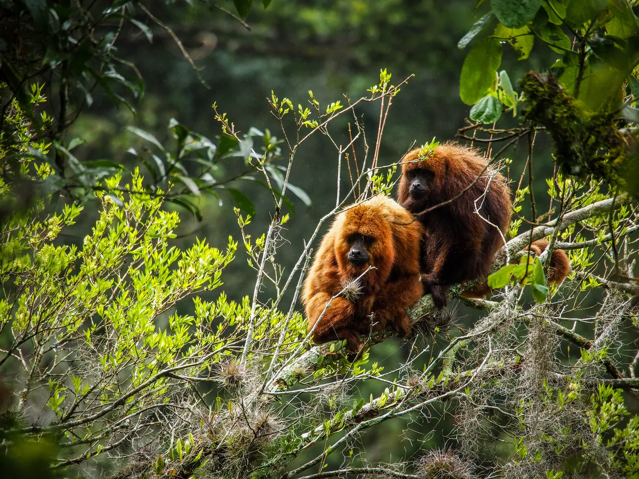 Howler Monkey