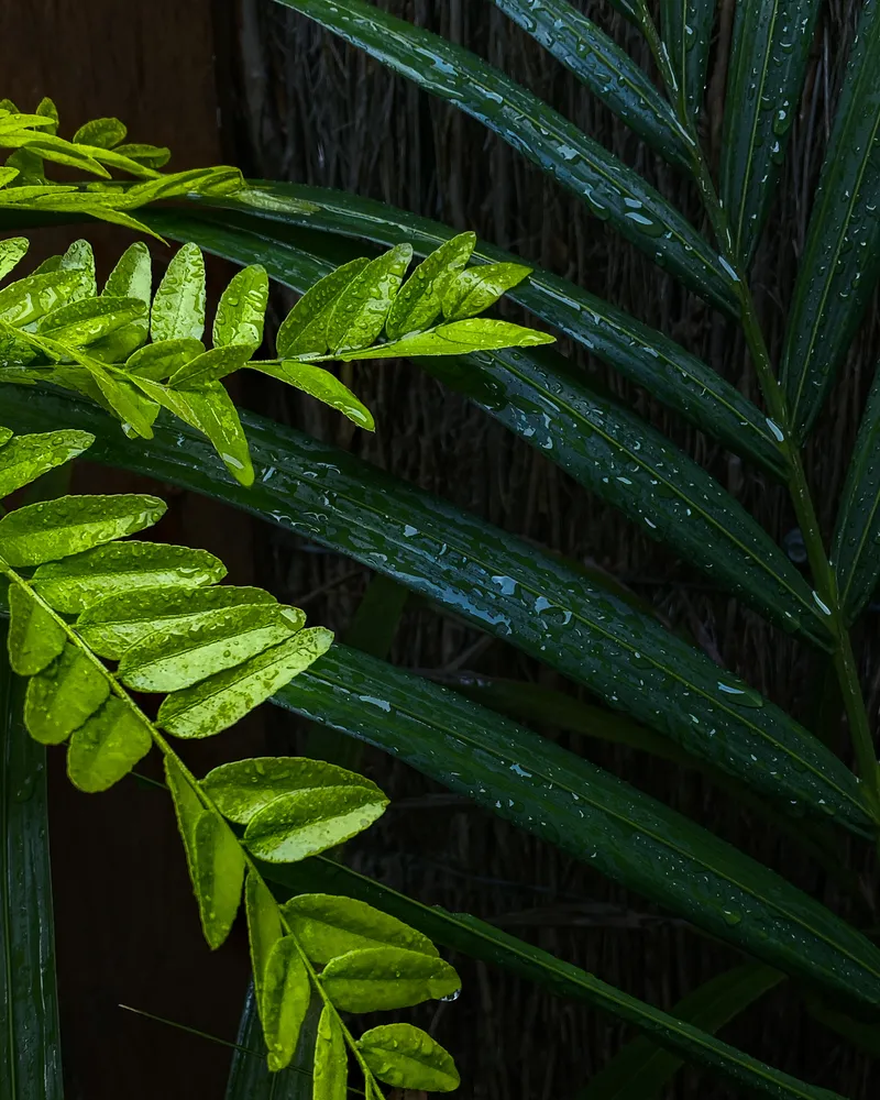 Droplets Of Green