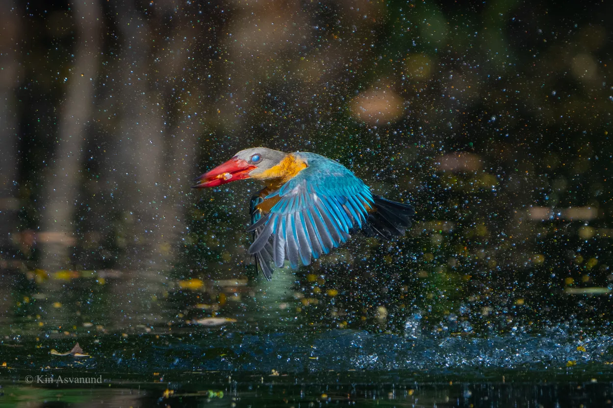 Kingfisher in Flight