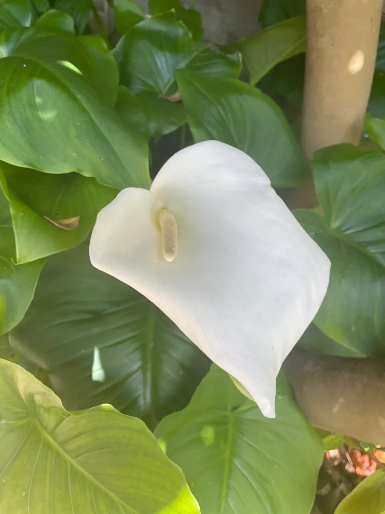 Peace lilly