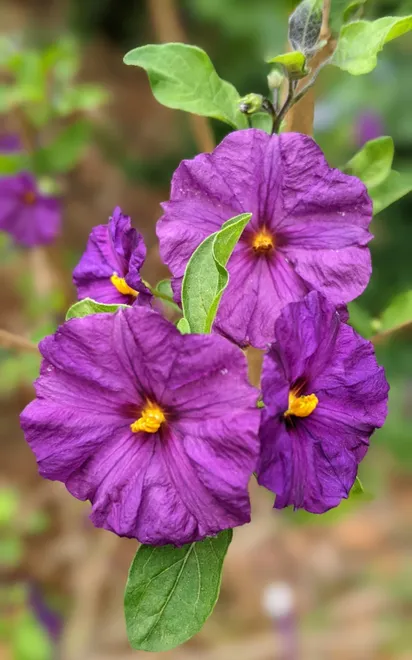 Triple purple