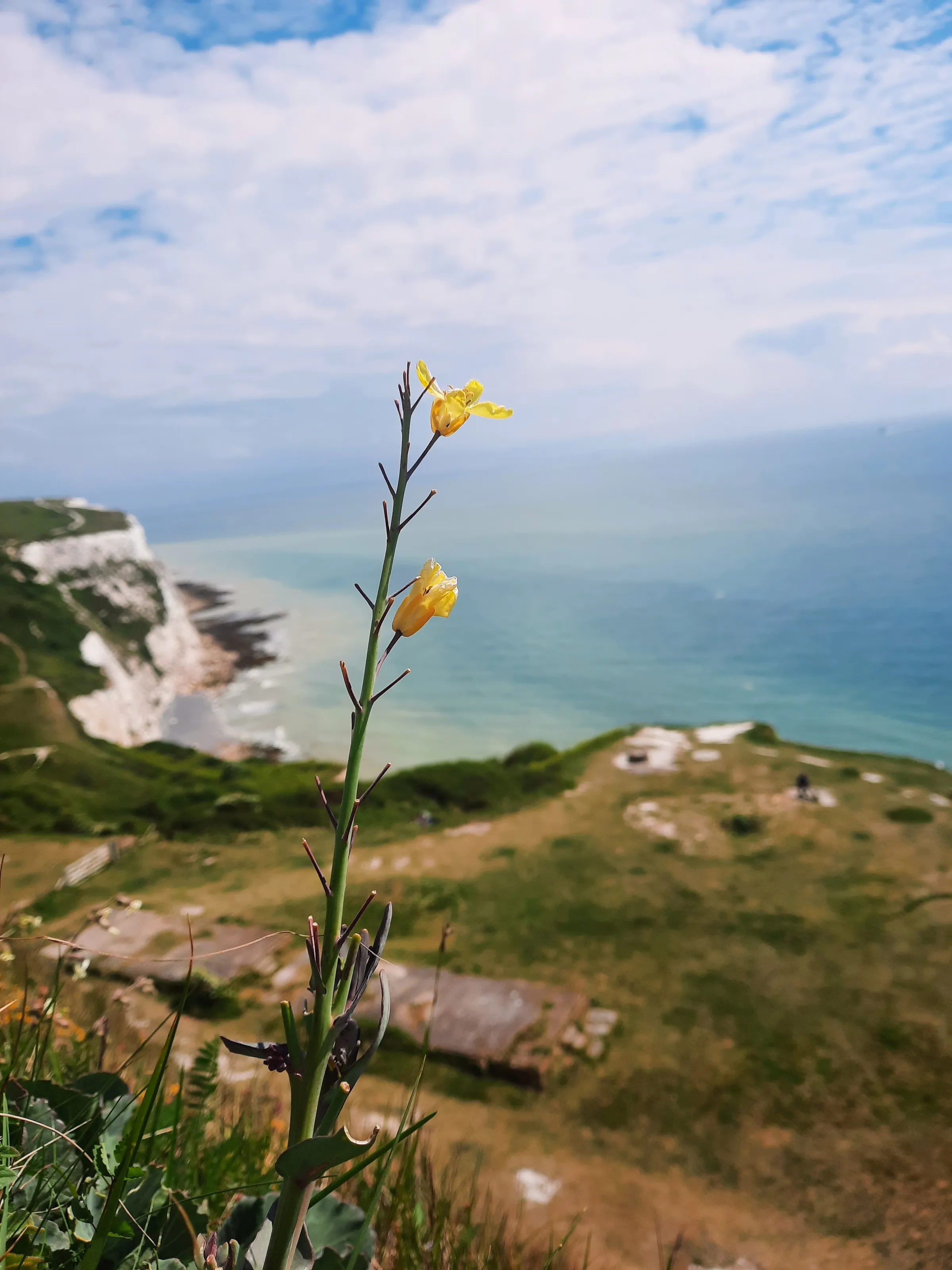 The Lone Flower