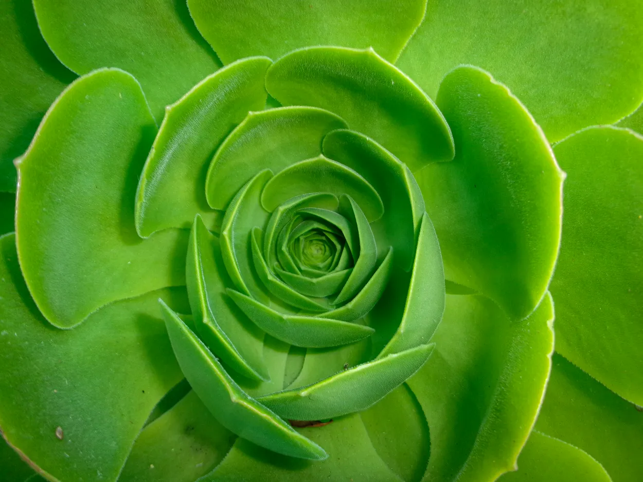 The Perfect Spiral