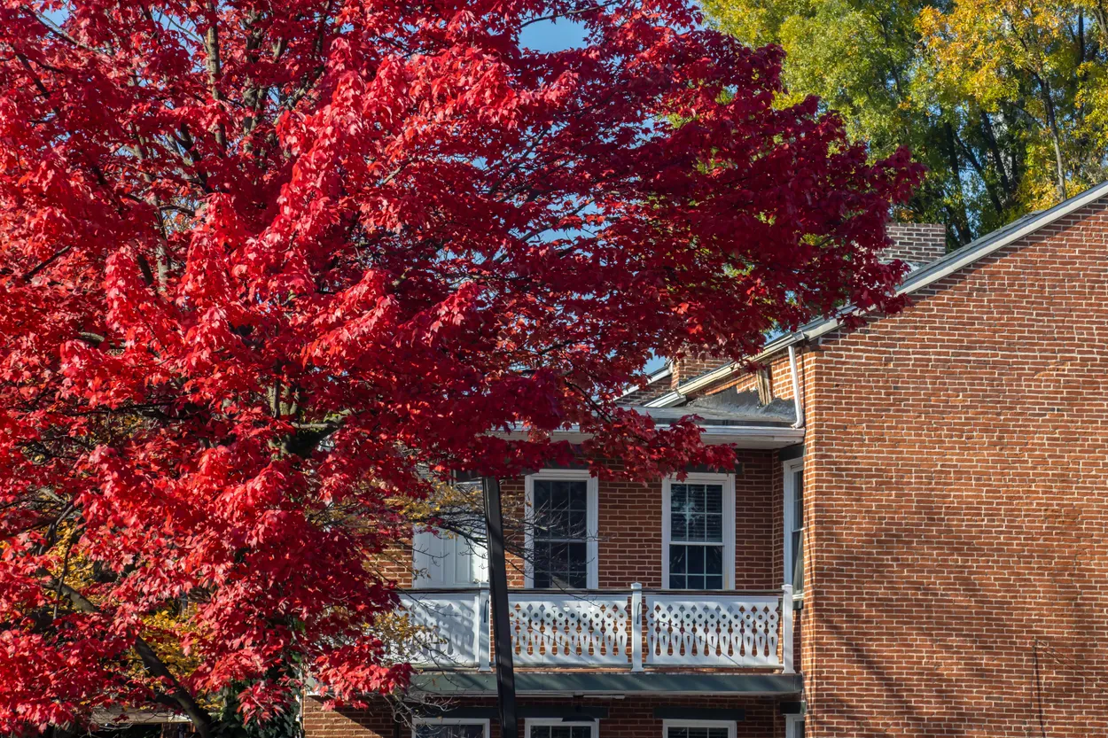 Red Maple and White Balcony