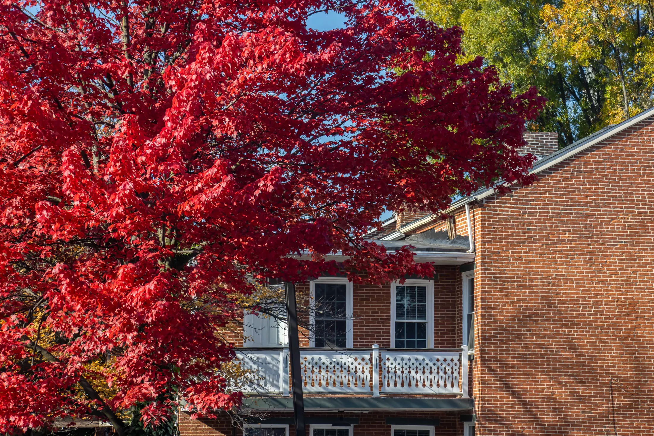 Red Maple and White Balcony