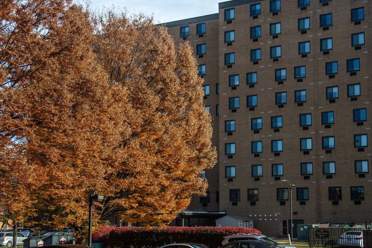Brown Tree and Apartment