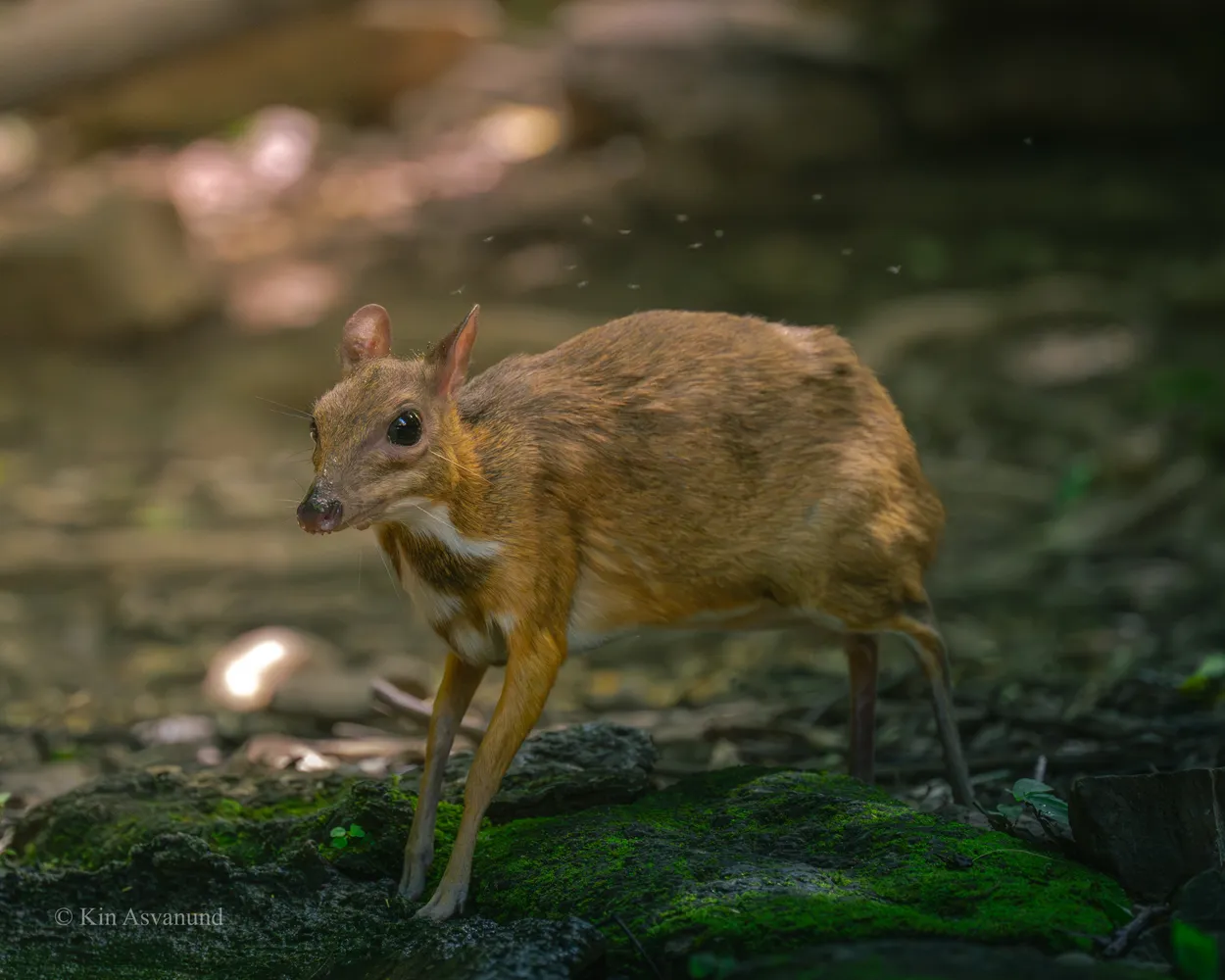 Lesser Mouse Deer