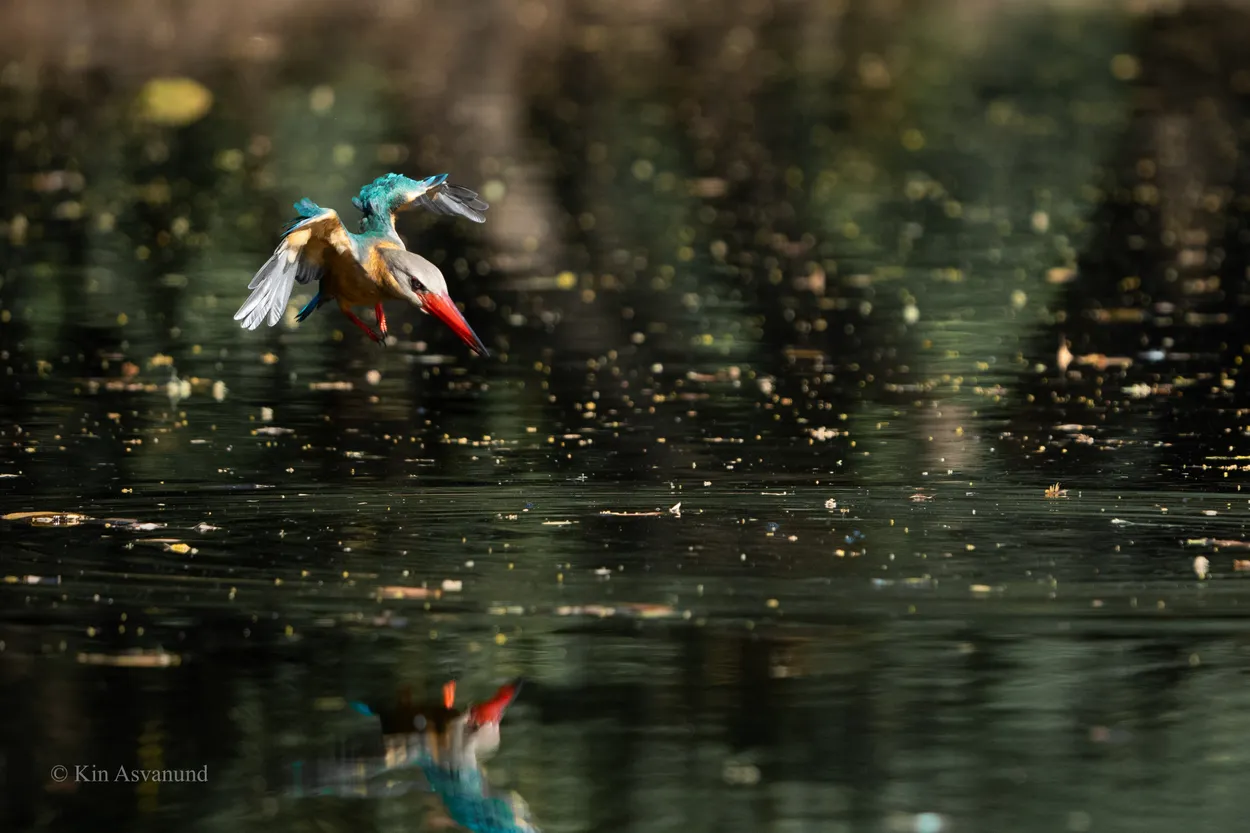 Kingfisher