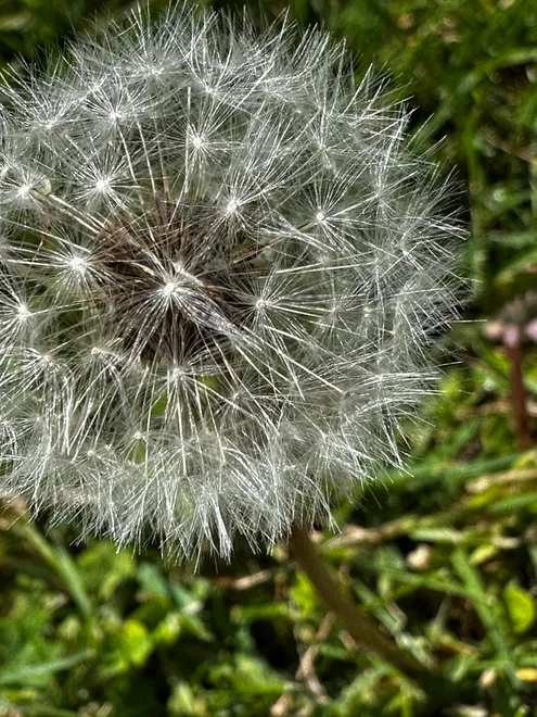 Flower Feathers