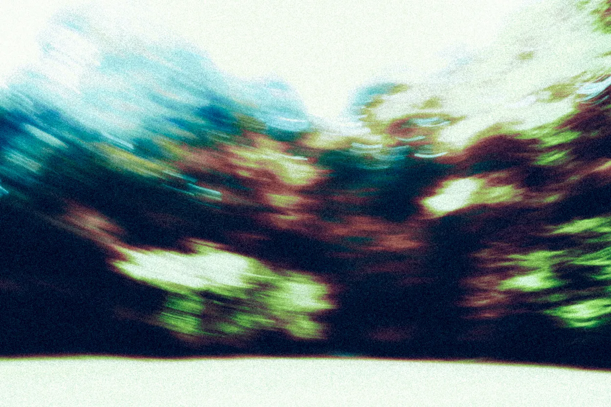 the memory of a forest