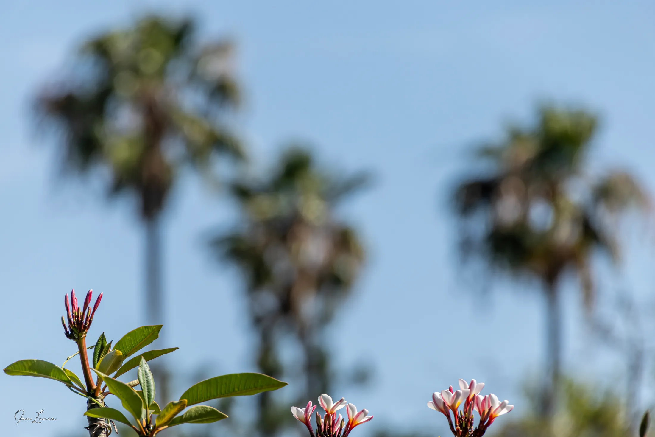 Three budding flowers, three palm trees