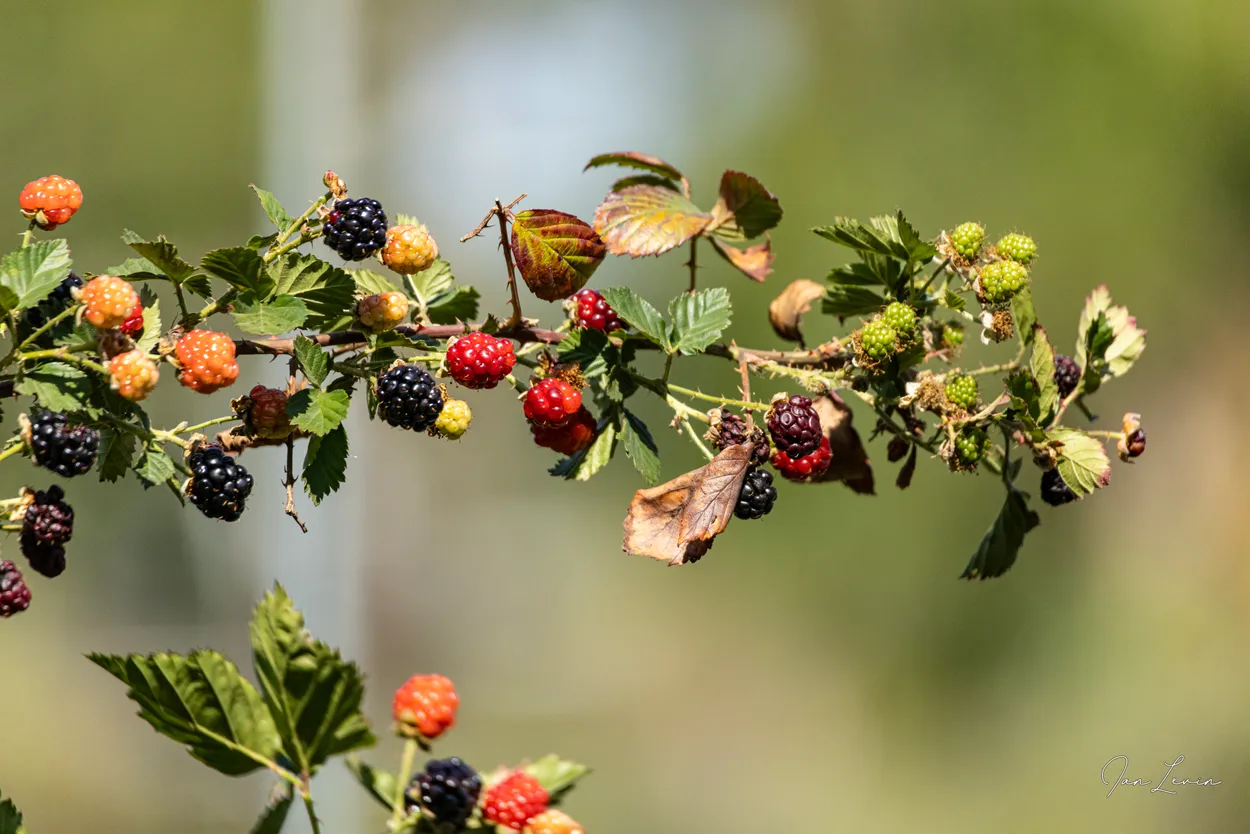 Dangeling Berries