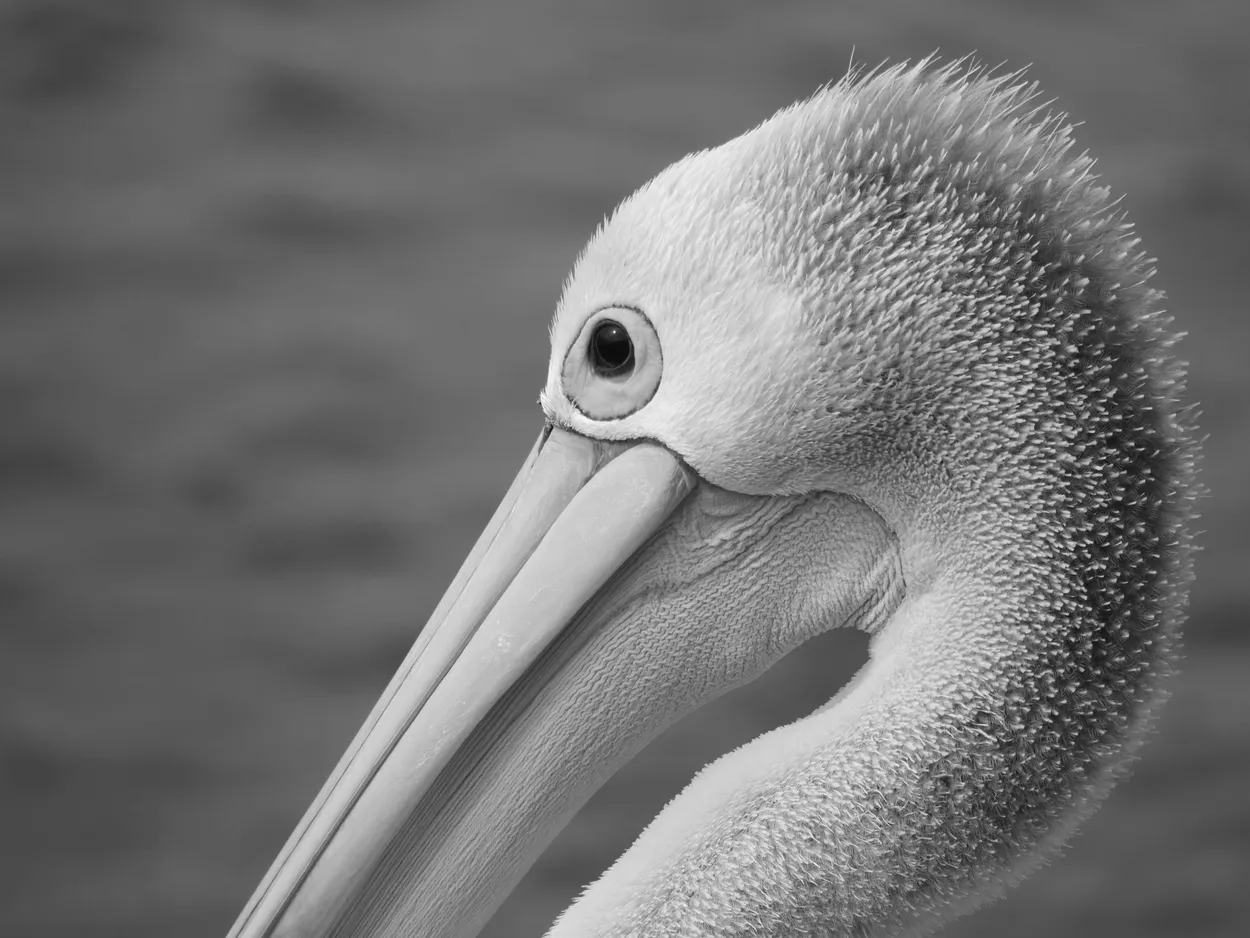 black and white pelican closeup