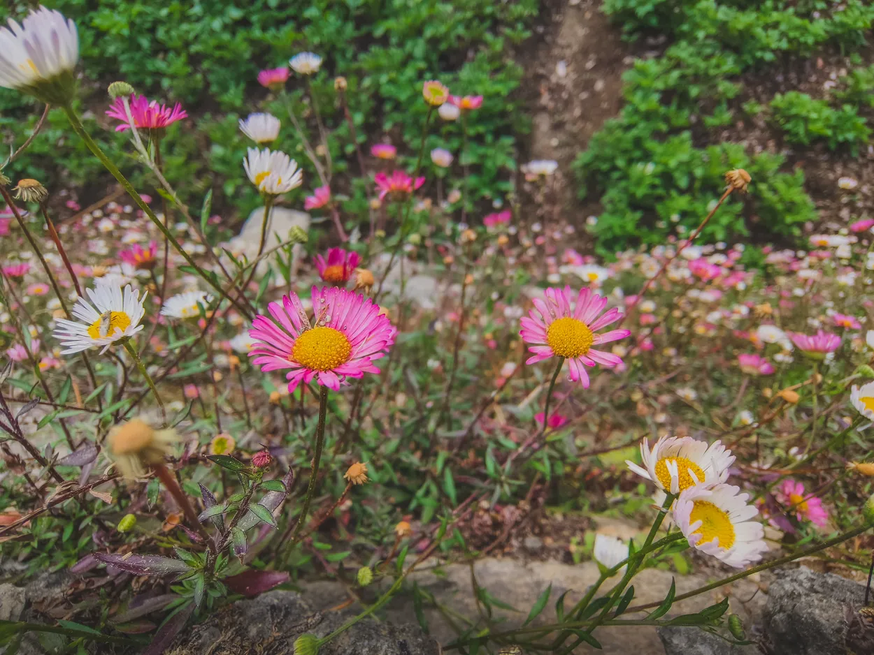 Wildflower whispers.