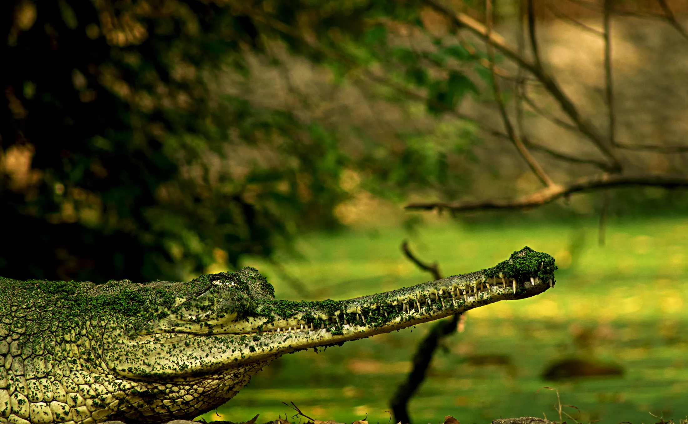 Gharial in algae