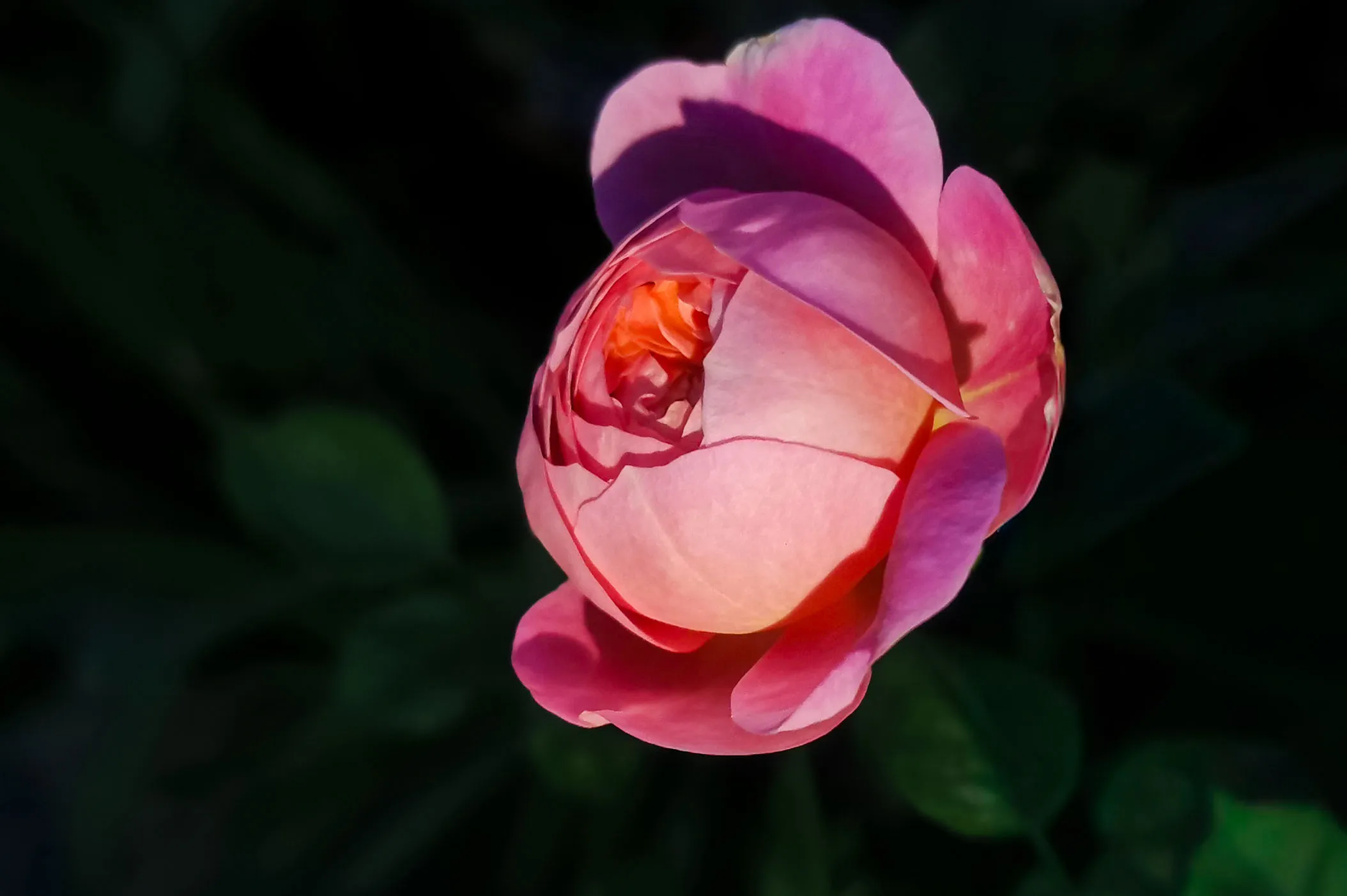 English pink rose